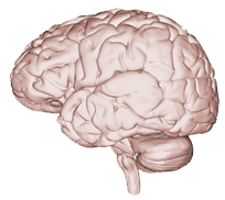 brain-gold